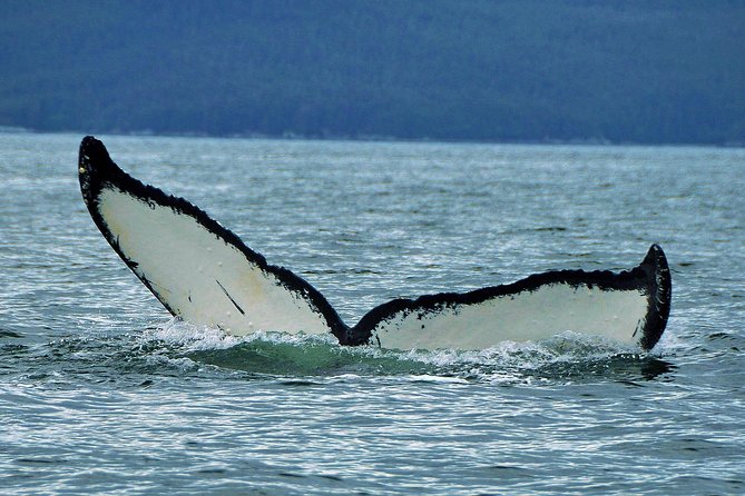 Alaska Whale Watching Cruise w/ 3 HOURS on the water - Boarding the 49-passenger double-decker vessel