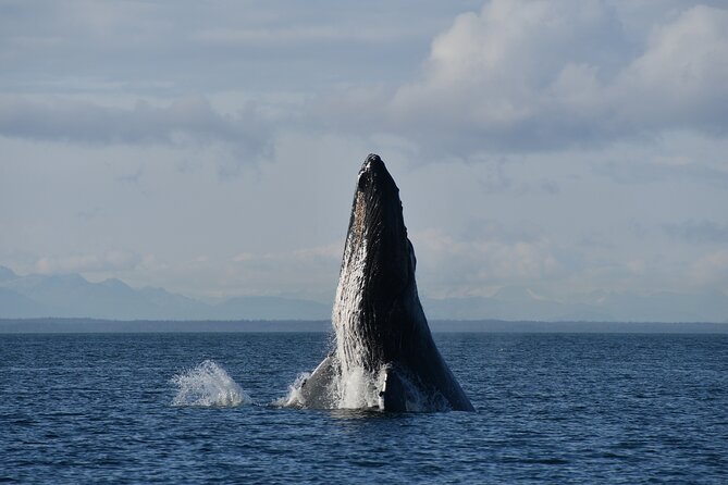 Alaska Whale Watching with bonus Drone viewing of Whales - What the small boat gives you