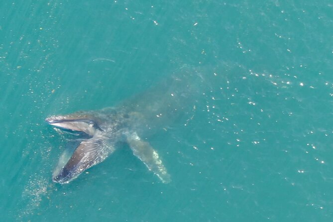 Alaska Whale Watching with bonus Drone viewing of Whales - The value of $249 for about three hours