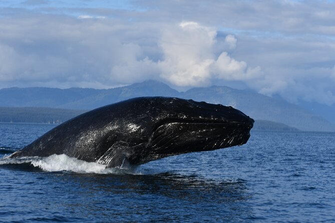 Alaska Whale Watching with bonus Drone viewing of Whales - Port timing and finding the meeting point