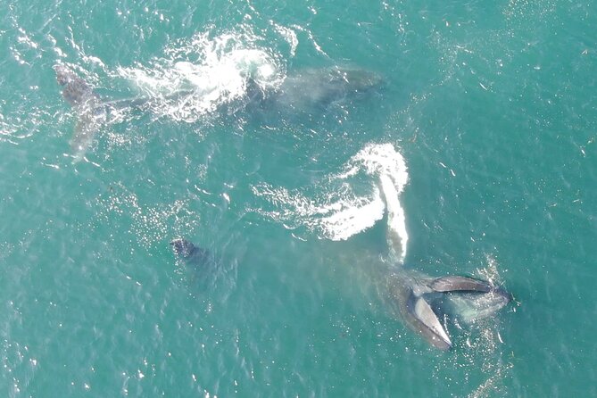 Alaska Whale Watching with bonus Drone viewing of Whales - Snacks, drinks, and what to pack