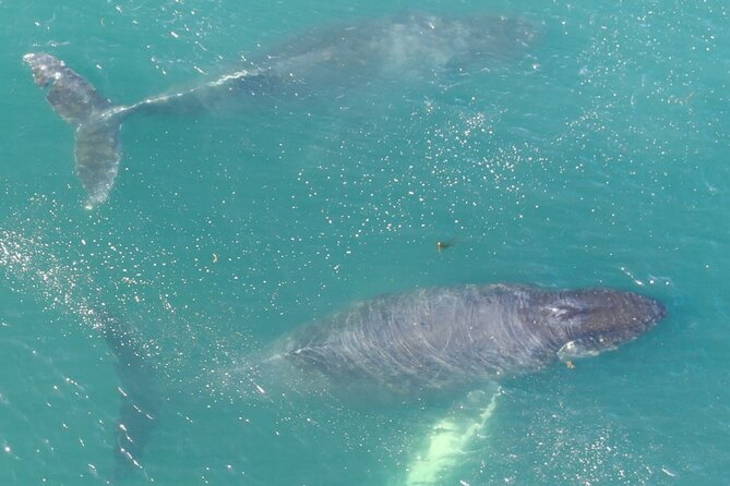 Alaska Whale Watching with bonus Drone viewing of Whales - Searching for humpback whales and other wildlife