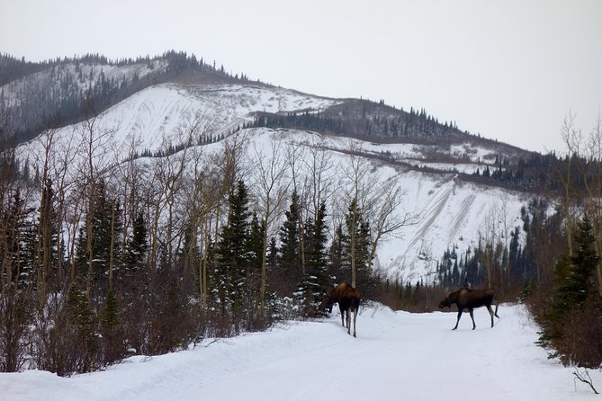 Alaskan Back Country Side by Side ATV Adventure with Meal - How the guides shape the experience