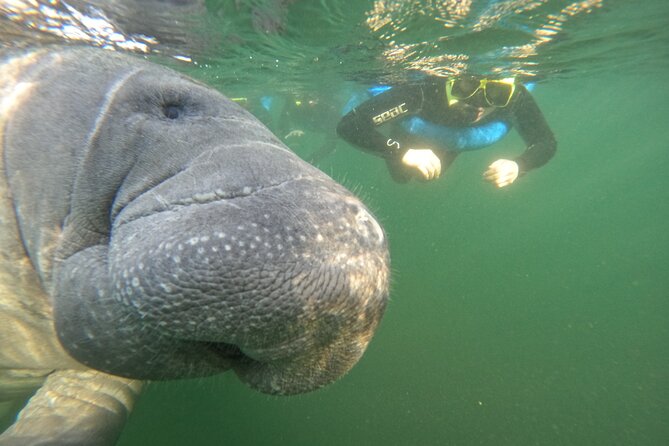 All-Inclusive Small Group Manatee Swim with Free Photos - Entering the water with the manatees