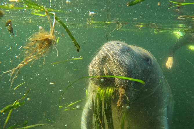 All-Inclusive Small Group Manatee Swim with Free Photos - Cold water, hot chocolate, and the return to shore