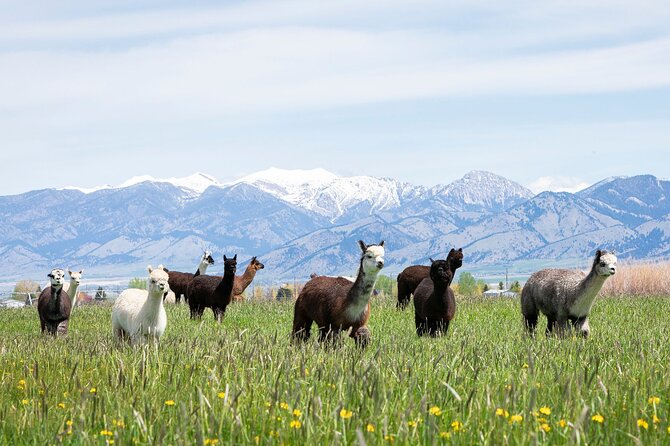 Alpaca and Llama Farm Tour - Key points to know before you book