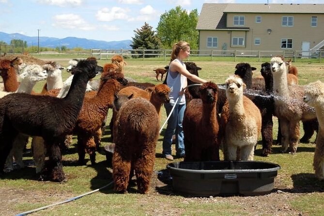 Alpaca and Llama Farm Tour - What the Bozeman farm experience is really like