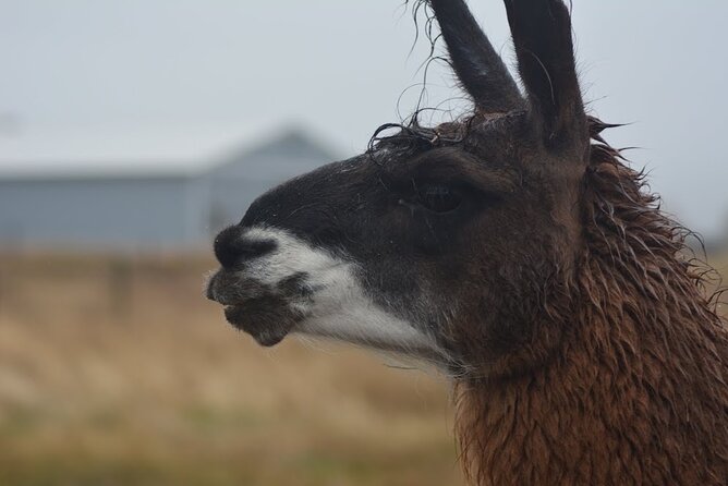 Alpaca and Llama Farm Tour - What makes the guide-led learning useful