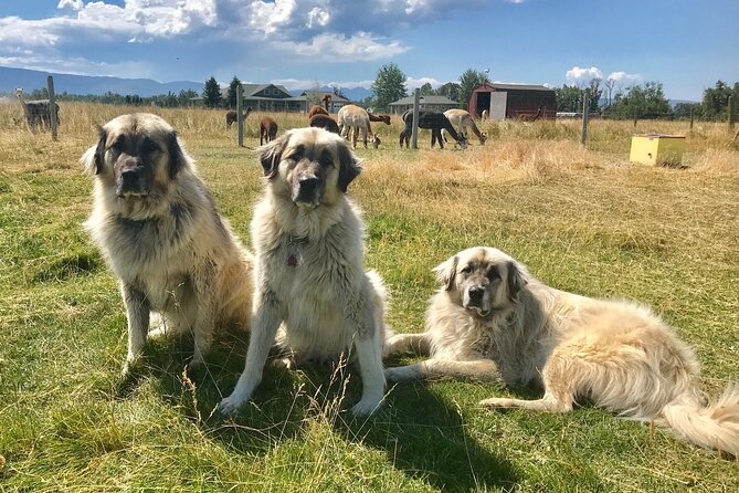 Alpaca and Llama Farm Tour - A calm activity for families and couples