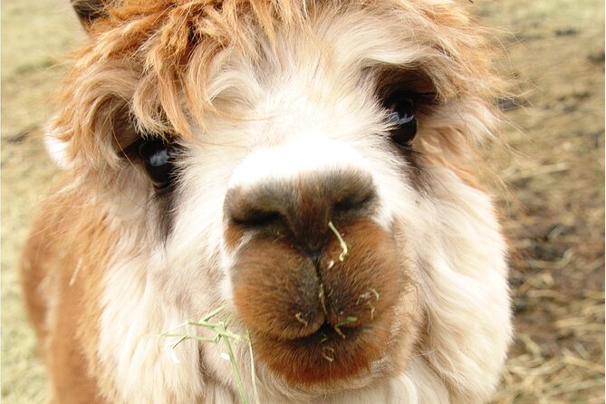 Alpaca and Llama Farm Tour - Farm conditions, clothing, and mobility