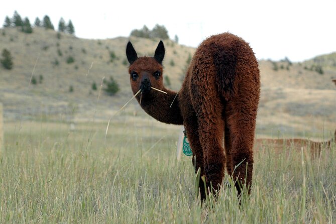 Alpaca and Llama Farm Tour - Timing and cancellation details