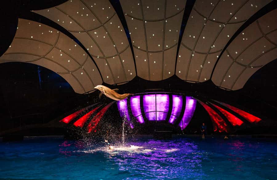 Atlanta: Georgia Aquarium Skip-the-Box-Office Entry Ticket - Key points to know before you go