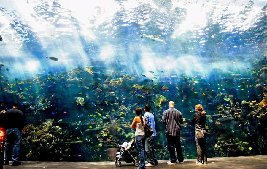 Atlanta: Georgia Aquarium Skip-the-Box-Office Entry Ticket - Touch pools and close encounters