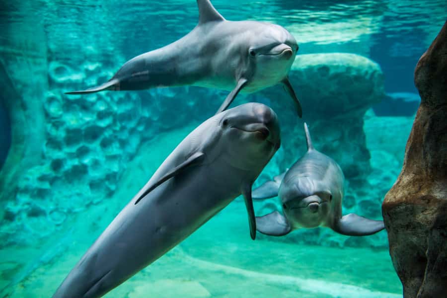 Atlanta: Georgia Aquarium Skip-the-Box-Office Entry Ticket - How long you need and when to go