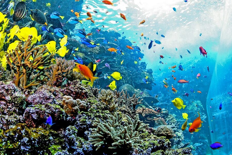Atlanta: Georgia Aquarium Skip-the-Box-Office Entry Ticket - Food, parking, and family details