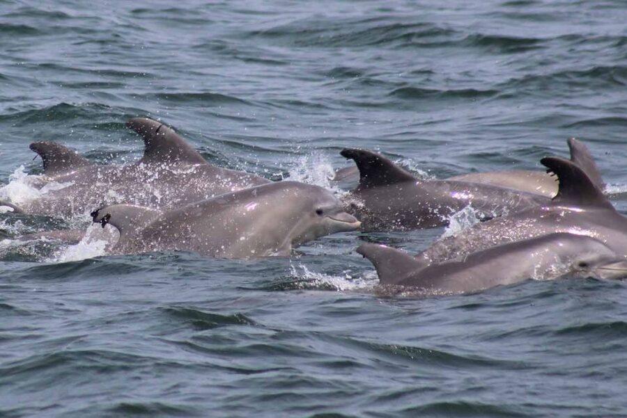 Atlantic City: Dolphin Watching Ocean Cruise Adventure - Sea conditions and comfort