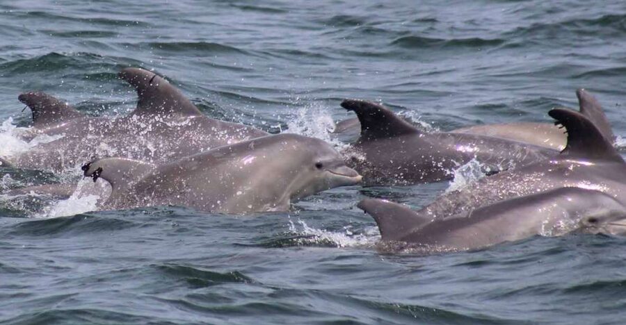 Atlantic City: Dolphin Watching Ocean Cruise Adventure - Is $53 a fair price?