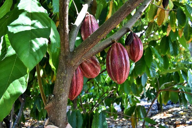 Award Winning Farm Tour: Coffee, Chocolate and Unique Gifts - The Views Are Part of the Value