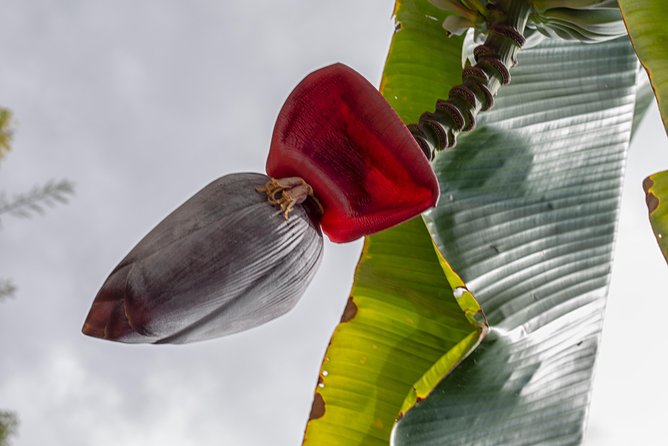 Award Winning Farm Tour: Coffee, Chocolate and Unique Gifts - What You Taste and Take Home