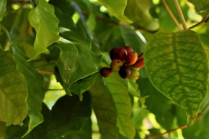 Award Winning Farm Tour: Coffee, Chocolate and Unique Gifts - Who Will Enjoy This Farm Tour Most