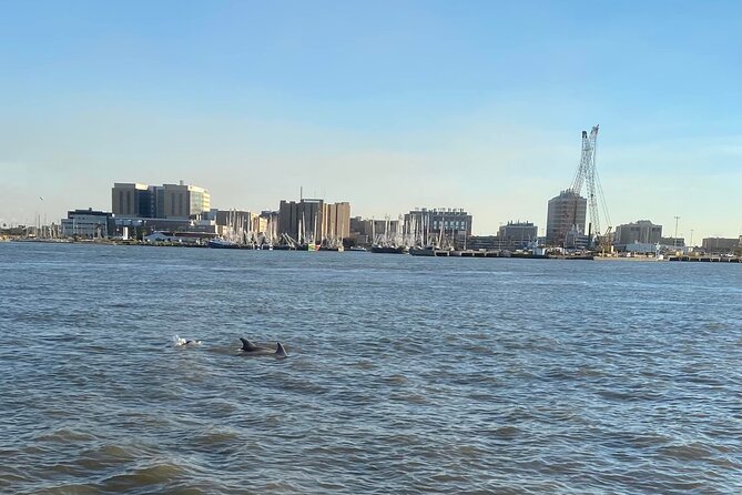 Baywatch Dolphin Tours – Pier 21 Galveston - A short cruise with a real chance to see dolphins