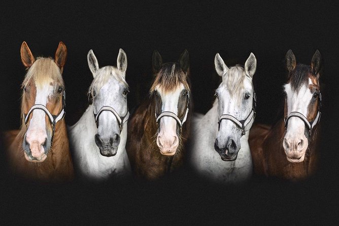 Beaufort’s #1 Horse & Carriage History Tour - What the history covers