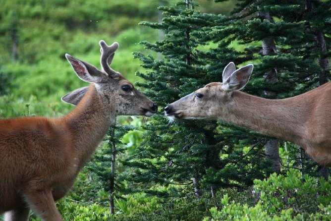 Best of Mount Rainier National Park from Seattle: All-Inclusive Small-Group Tour - Coffee, pastries, and a proper picnic