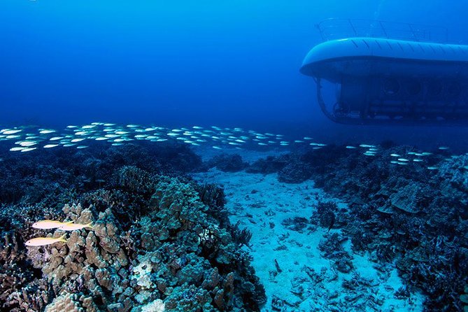 Big Island: Atlantis Submarine from Kona Beach - Who Will Enjoy This Most?