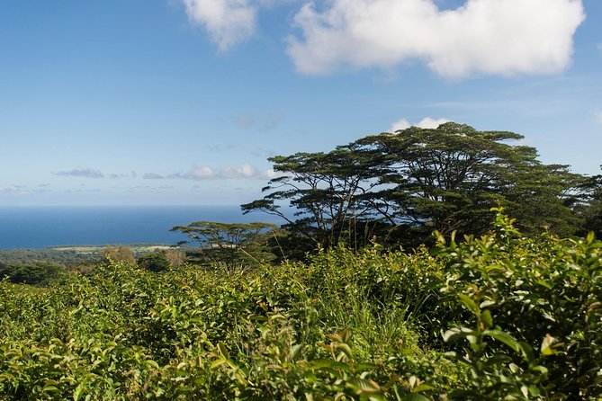 Big Island Kohala Canopy Zipline Adventure - Planning the drive and check-in