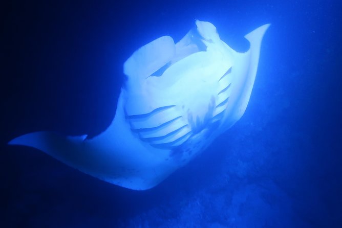 Big Island: Kona Manta Ray Snorkel Tour in Keauhou Harbor - The crew can make or break a night in the ocean