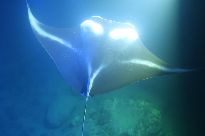 Big Island: Kona Manta Ray Snorkel Tour in Keauhou Harbor - The real price: excellent value, with a few extras