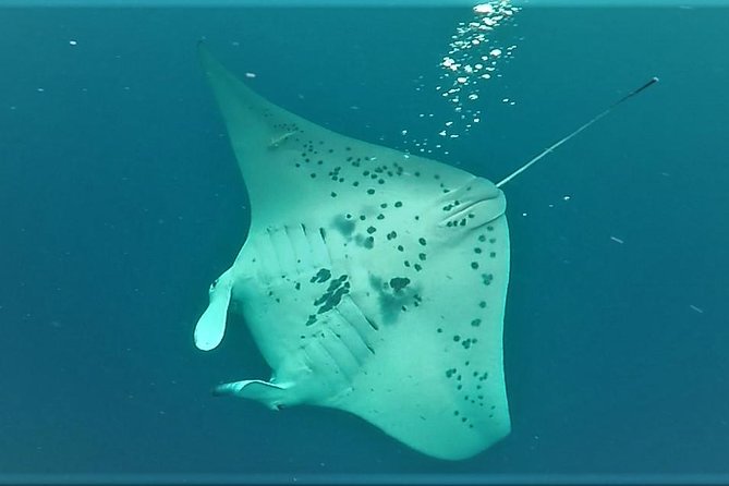 Big Island: Kona Manta Ray Snorkel Tour in Keauhou Harbor - Who should book this Kona night snorkel
