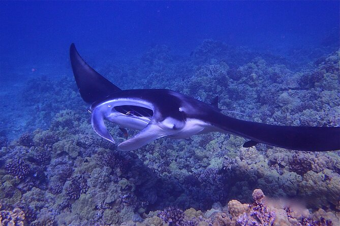 Big Island Manta Ray Night Snorkel - Why the Kona manta encounter is special