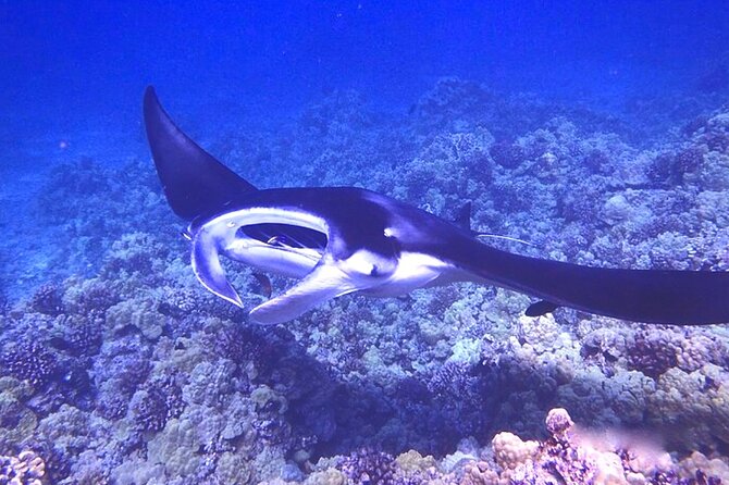 Big Island: Manta Ray Night Snorkeling Adventure in Kailua-Kona - Holding the lighted float over the mantas