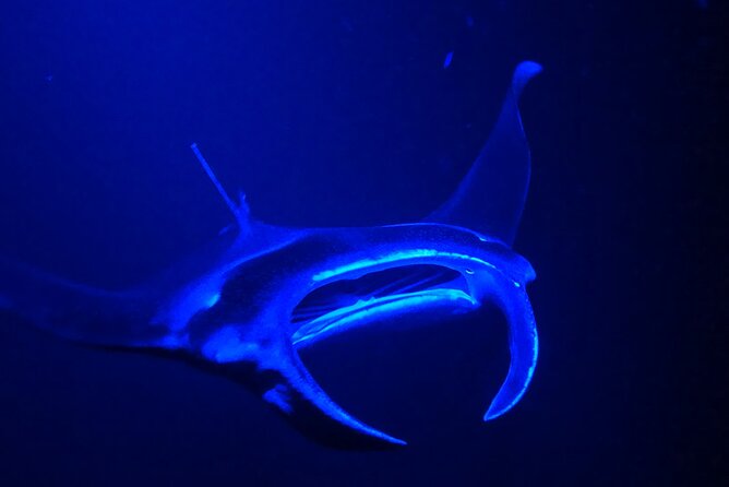 Big Island: Manta Ray Night Snorkeling Adventure in Kailua-Kona - How the crew shapes the night