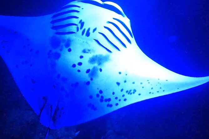 Big Island: Manta Ray Night Snorkeling Adventure in Kailua-Kona - What is included for $75