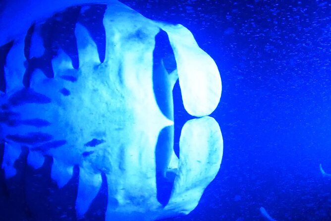 Big Island: Manta Ray Night Snorkeling Adventure in Kailua-Kona - Seasickness, cold, and other practical concerns
