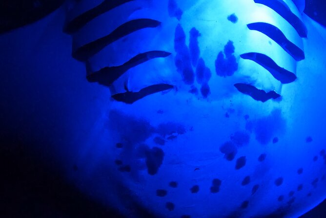 Big Island: Manta Ray Night Snorkeling Adventure in Kailua-Kona - Who will enjoy this most