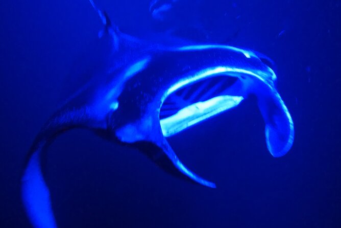 Big Island: Manta Ray Night Snorkeling Adventure in Kailua-Kona - What happens before you enter the water