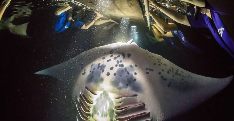 Big Island: Night Swim with Manta Ray with Hot Chocolate - Why Kona’s nighttime manta show is so special