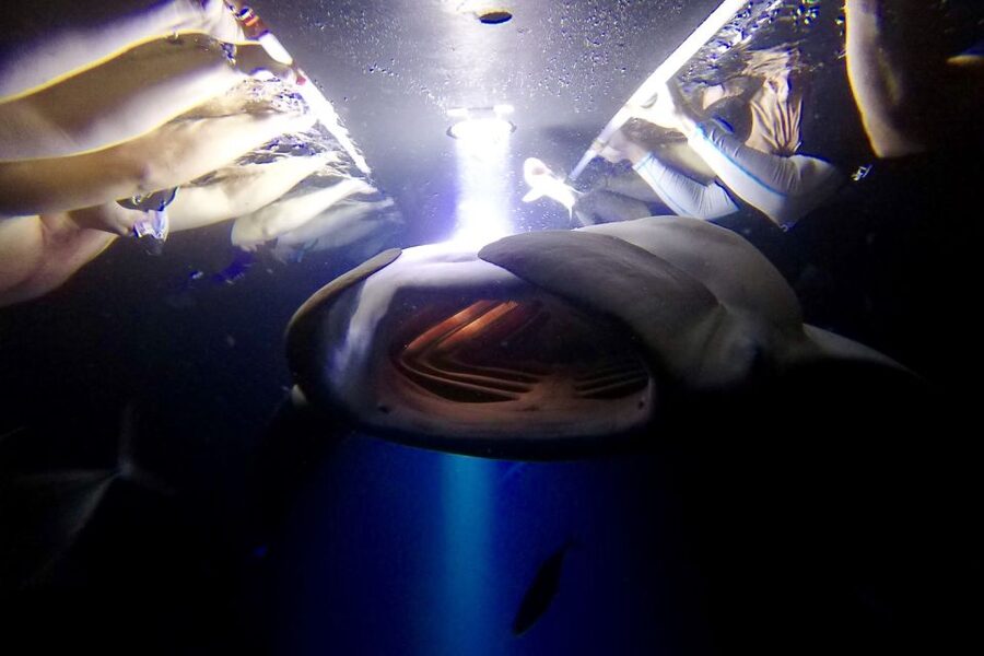 Big Island: Night Swim with Manta Ray with Hot Chocolate - Check-in at Keauhou Bay and the short boat ride