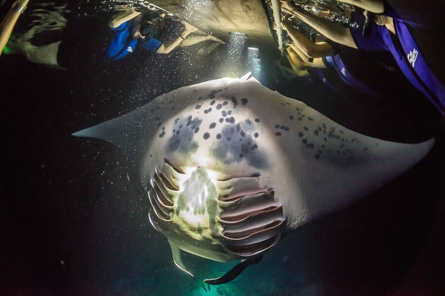 Big Island: Night Swim with Manta Ray with Hot Chocolate - The manta encounter itself