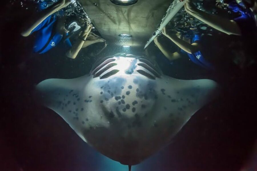 Big Island: Night Swim with Manta Ray with Hot Chocolate - What the illuminated raft does