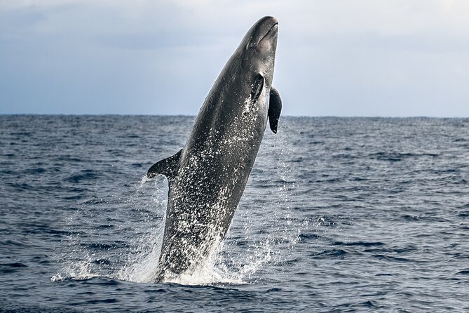 Big Island: Pelagic Whale Watch Tour - Key points before you book