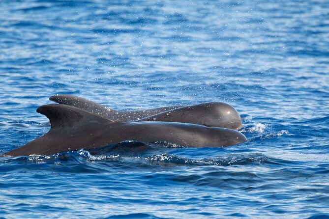 Big Island: Pelagic Whale Watch Tour - The nearshore search: dolphins, rays, and winter humpbacks
