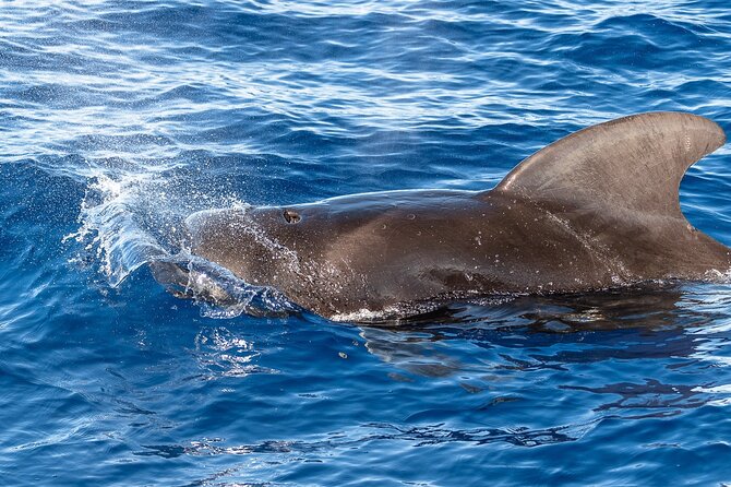 Big Island: Pelagic Whale Watch Tour - Heading offshore into the pelagic zone
