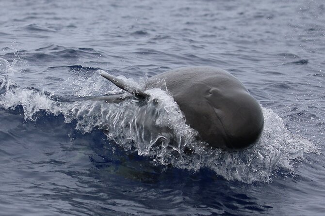 Big Island: Pelagic Whale Watch Tour - Price, group size, and overall value