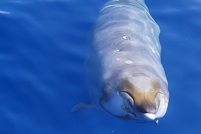 Big Island: Pelagic Whale Watch Tour - Artemis and the practical comfort of a catamaran