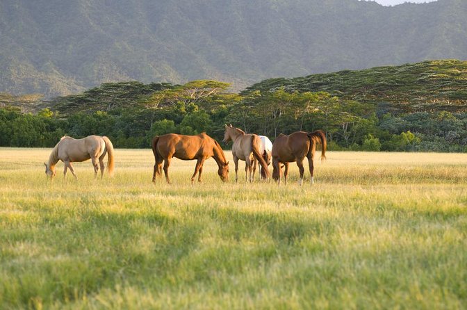 Big Island Waterfalls Tour with Swimming and Botanical Garden - A full island day from Kona to Hilo country