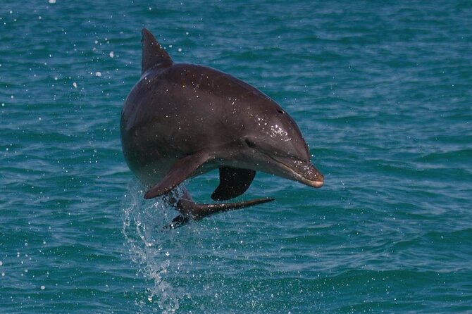 Biologist Owned & Operated: Dolphin Watching & Guided Snorkeling - Watching Key West dolphins from the quiet SQUID